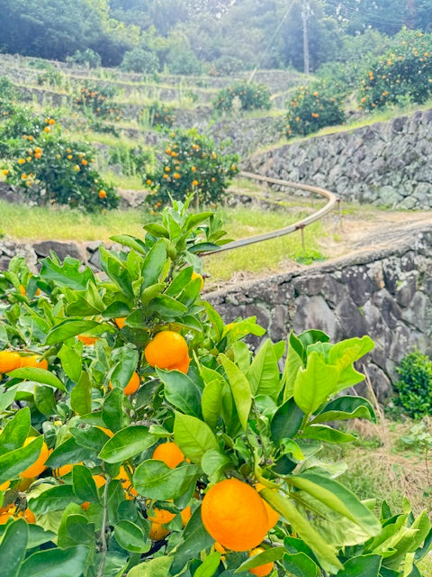 【予約商品/10月中旬頃 発送予定】みかん(ゆら早生・中玉)5kg【送料無料(北海道別途)】