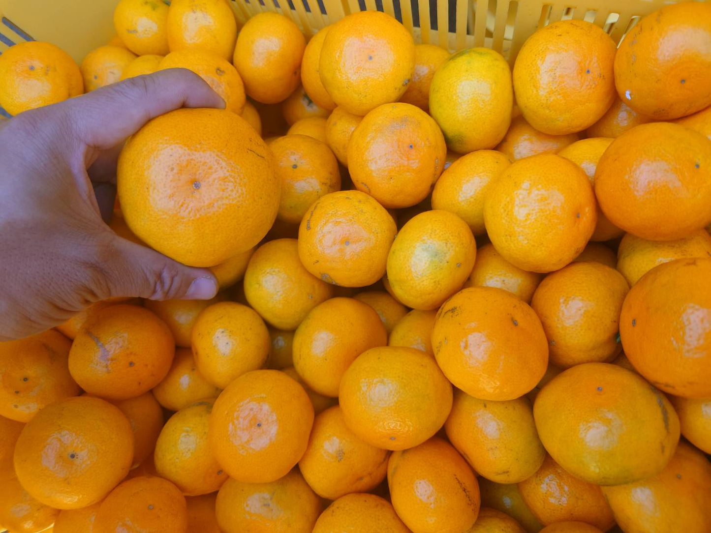 【予約商品/10月中旬頃発送予定】みかん(ゆら早生・訳あり品)3kg【送料無料(北海道別途)】