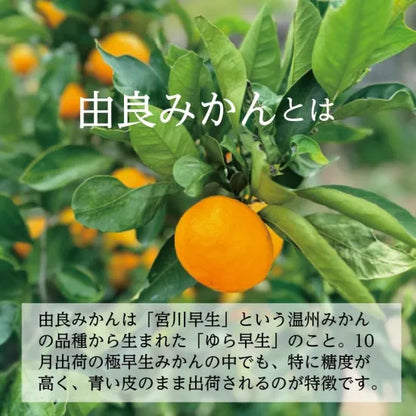 由良みかん　3ｋｇ　【特別品】