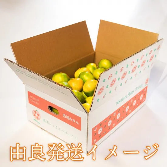 由良みかん　3ｋｇ　【特別品】