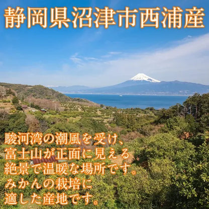 由良みかん　3ｋｇ　【特別品】