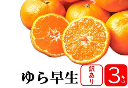 【予約商品／10月中旬頃発送予定】みかん（ゆら早生・訳あり品）3kg【送料無料(北海道別途)】