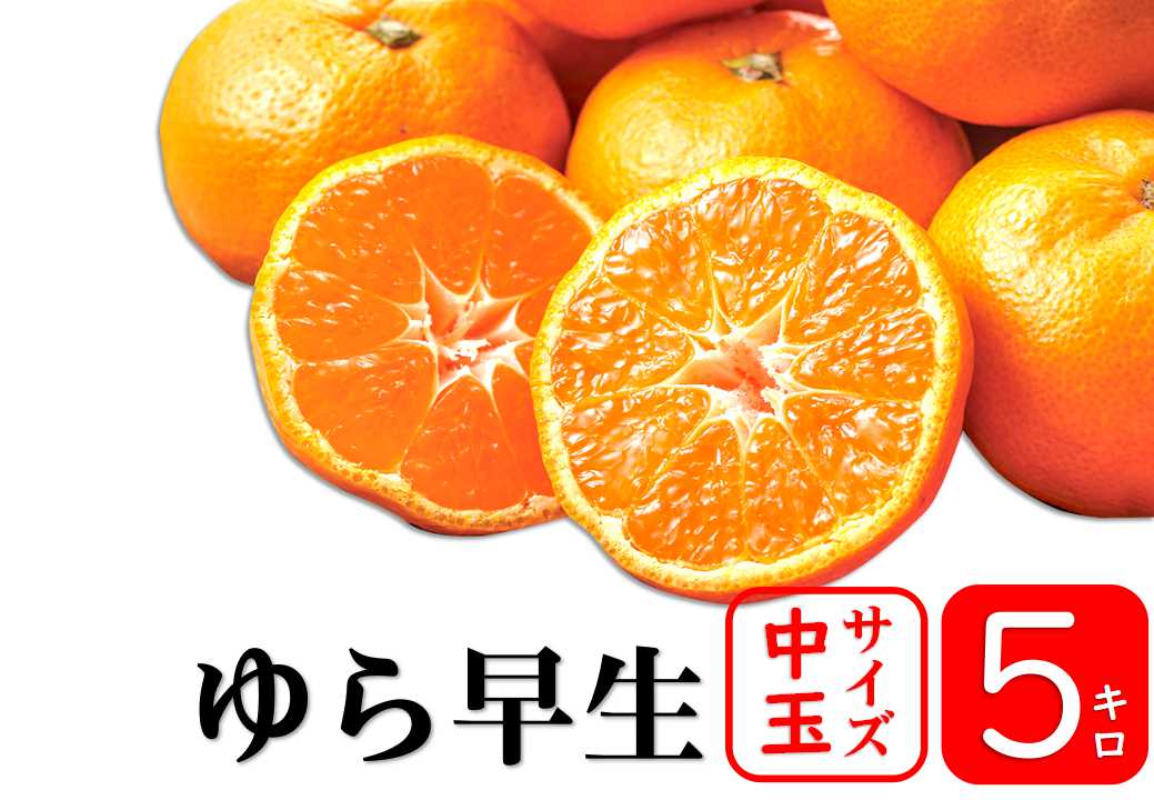 【予約商品／10月中旬頃　発送予定】みかん（ゆら早生・中玉）5kg【送料無料(北海道別途)】
