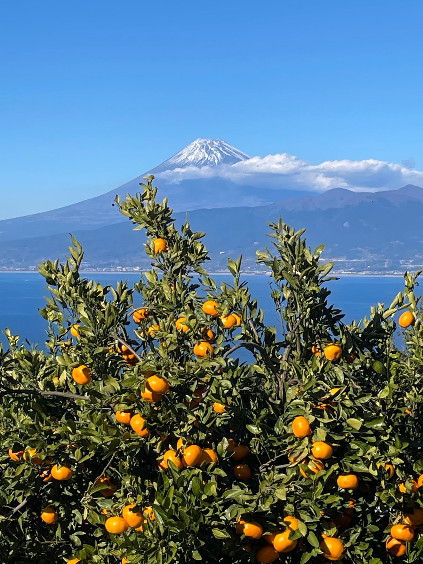 【予約受付中／12月中旬頃出荷】みかん贈答用（青島）3㎏