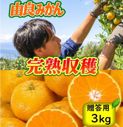 由良みかん　3ｋｇ　【特別品】