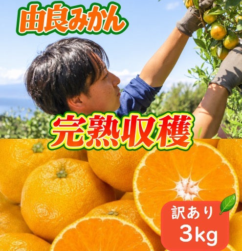 由良みかん　3kg　【訳あり】