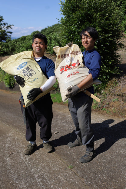 【予約受付中／12月中旬頃出荷】みかん贈答用（青島）3㎏